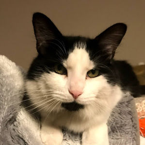 Meet your Posher, Cecelia